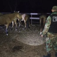 Rescataron 13 animales retenidos en una finca