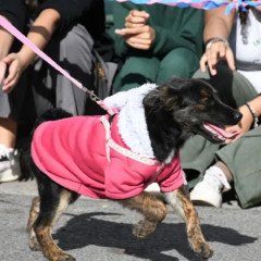 Habrá una jornada de adopción para celebrar el Día Mundial del Perro sin Raza