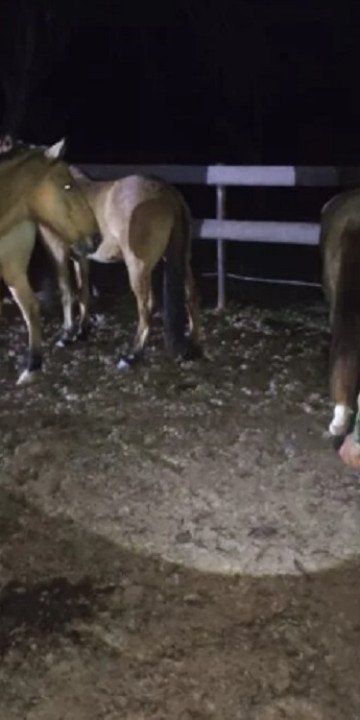 Rescataron 13 animales retenidos en una finca