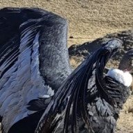 Exitoso rescate y liberación de un cóndor andino en Salta