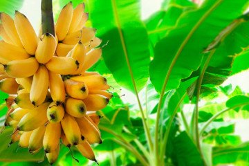 Salta lidera la producción nacional de banana
