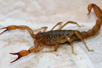 Más de 250 picaduras de alacranes en Salta