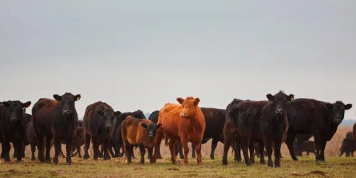 El kilo de ganado vivo llegó a los $5000