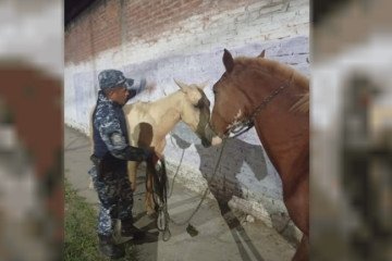 Orán: incautan dos caballos por riesgo vial 