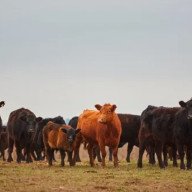 Rechazo al impuesto al gas de las vacas