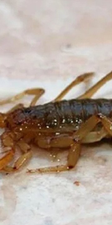 Más de 250 picaduras de alacranes en Salta