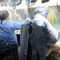 Operativos de castración animal de esta semana