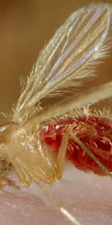 Detectan dos nuevos casos de leishmaniasis