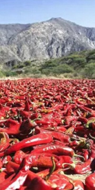 Payogasta: pérdidas de $600 millones en cultivos hortícolas 