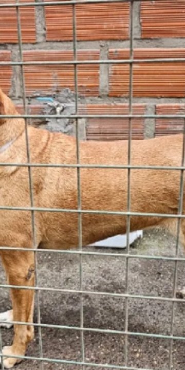 Maltrato animal: buscan crear un sistema digital para denuncias