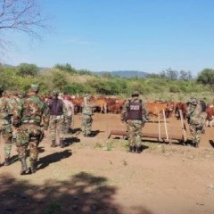 Golpe al abigeato: desarticularon dos bandas delictivas en el sur provincial
