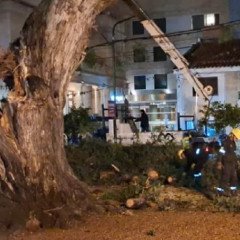 La Ciudad retiró un árbol de gran porte que había caído en plaza Belgrano