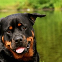 Registraron más de 400 mordeduras de perro