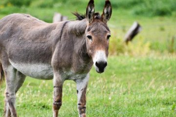 Aseguran que en Salta no se comercializa carne de burro