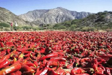 Payogasta: pérdidas de $600 millones en cultivos hortícolas 