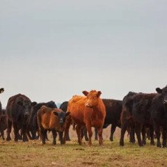 El kilo de ganado vivo llegó a los $5000