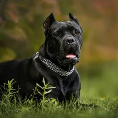 En Salta se registraron más de 300 mordeduras de perro