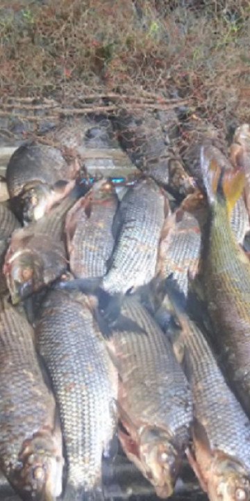 Pesca ilegal: secuestran 32 ejemplares