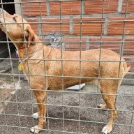 Maltrato animal: buscan crear un sistema digital para denuncias