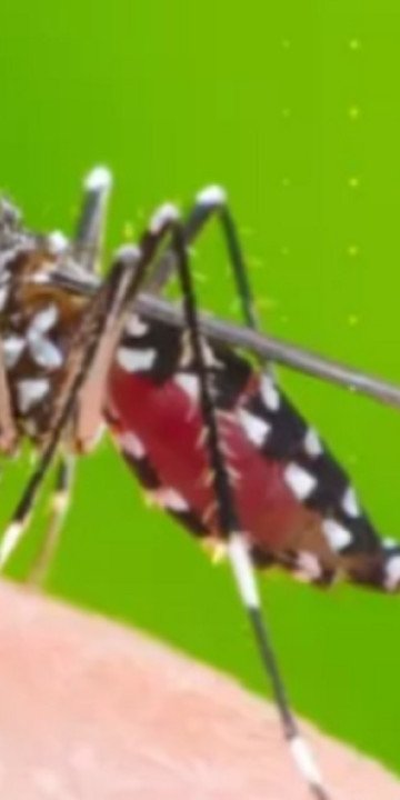 Chikungunya: piden reforzar medidas de prevención