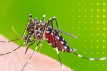 Chikungunya: piden reforzar medidas de prevención