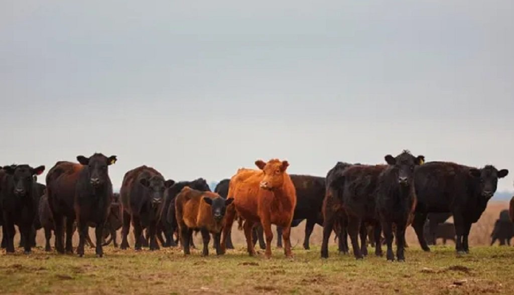 Rechazo al impuesto al gas de las vacas