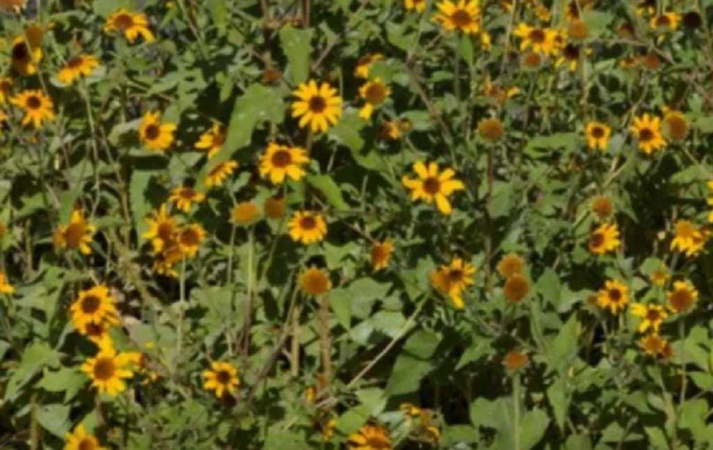 Acciones de mitigación del pasto cubano