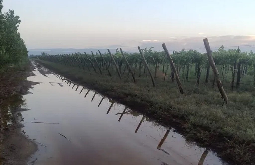 Declararán la Emergencia Agropecuaria en Colonia Santa Rosa