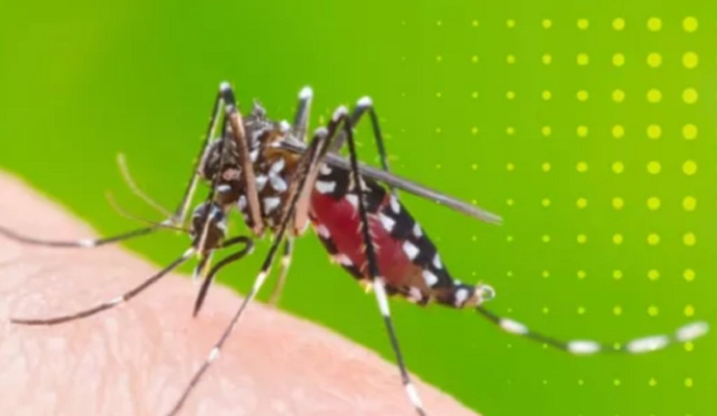 Chikungunya: piden reforzar medidas de prevención