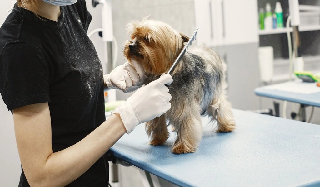 Brindarán clases gratuitas de peluquería canina 