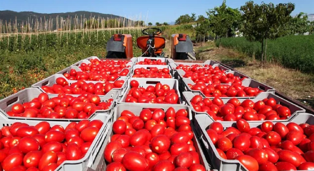EEUU impone aranceles del 17% a tomates mexicanos