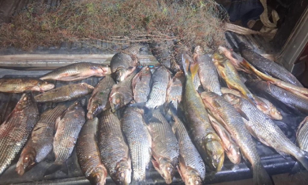 Pesca ilegal: secuestran 32 ejemplares