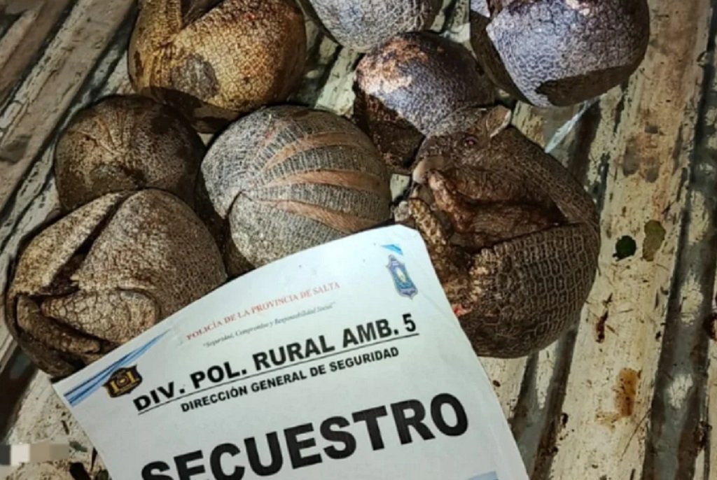 Joven detenido por caza ilegal de quirquinchos