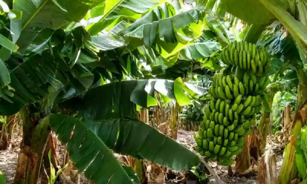 Salta solicitó a Nación una reunión sobre la producción bananera