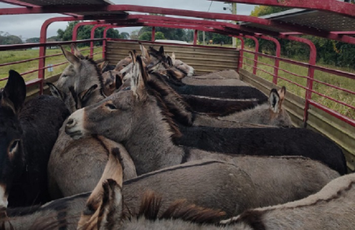Interceptaron un camión que transportaba 58 burros sin documentación sanitaria