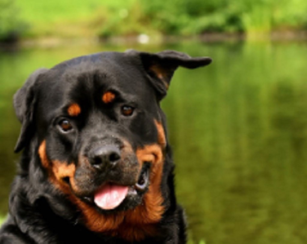 Registraron más de 400 mordeduras de perro