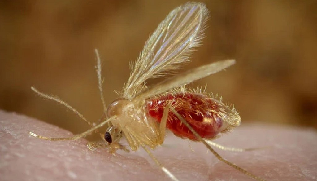 Detectan dos nuevos casos de leishmaniasis