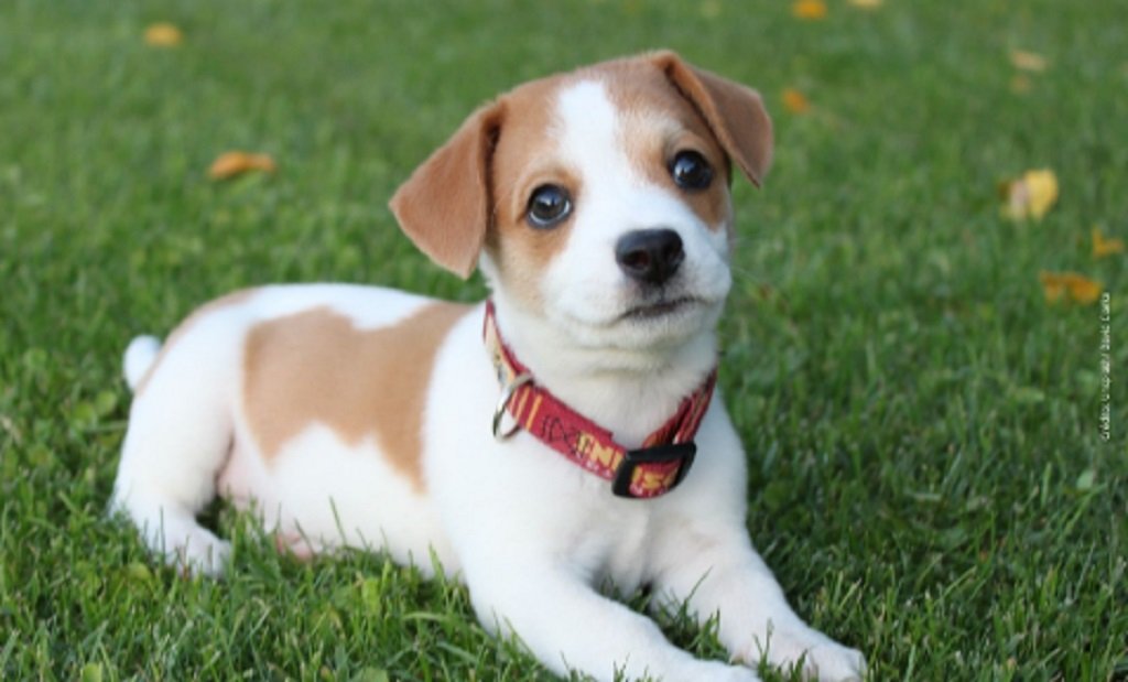 Nueva jornada de adopción responsable en Bº Parque Belgrano