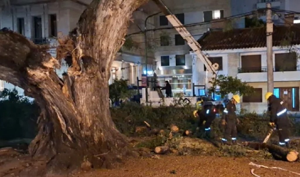 La Ciudad retiró un árbol de gran porte que había caído en plaza Belgrano