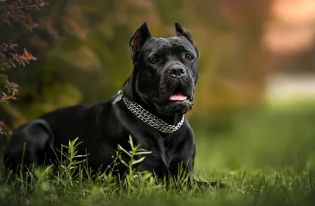 En Salta se registraron más de 300 mordeduras de perro