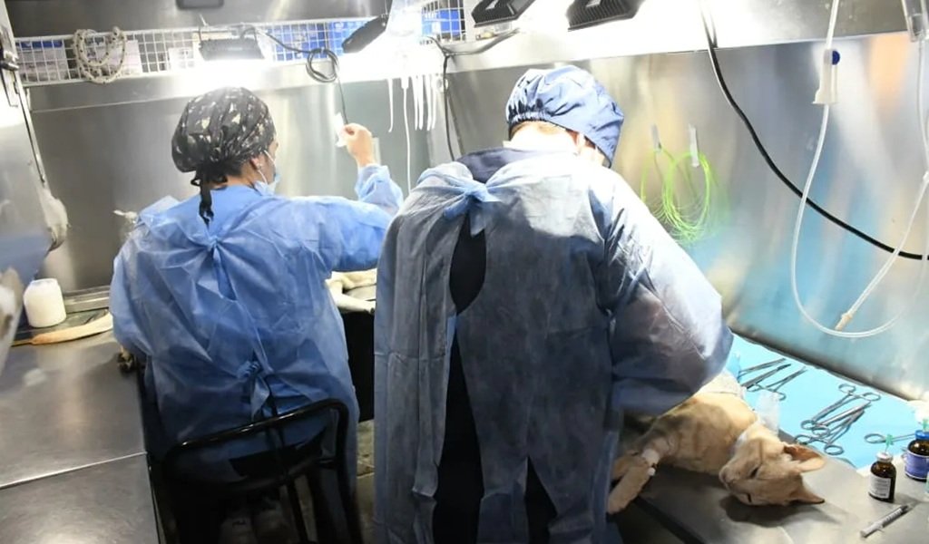 Operativos de castración animal de esta semana