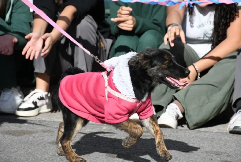 Habrá una jornada de adopción para celebrar el Día Mundial del Perro sin Raza