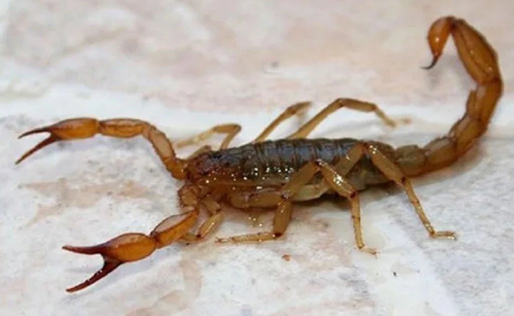 Alertan por la proliferación de alacranes