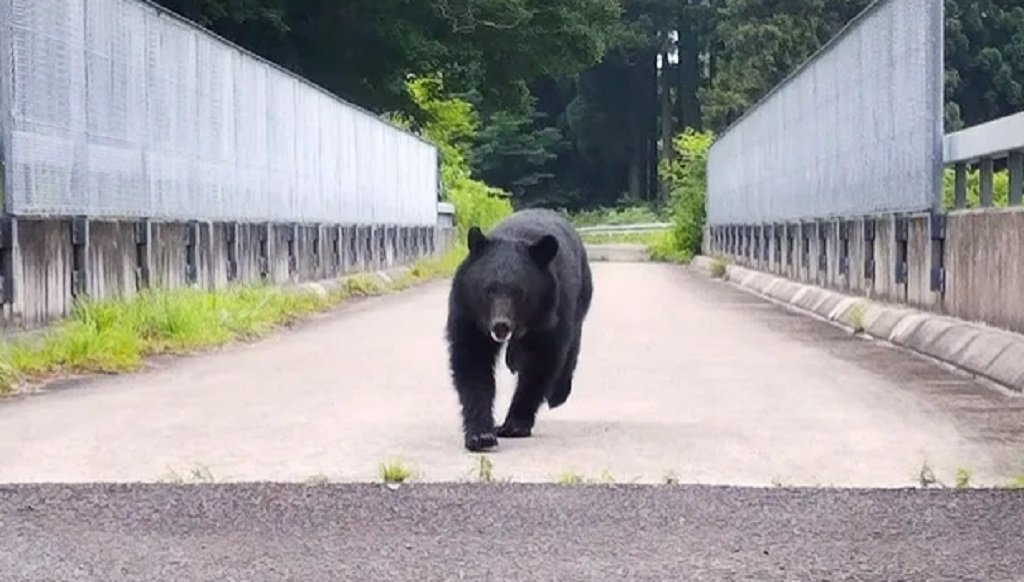  Japón combate osos en el norte del país