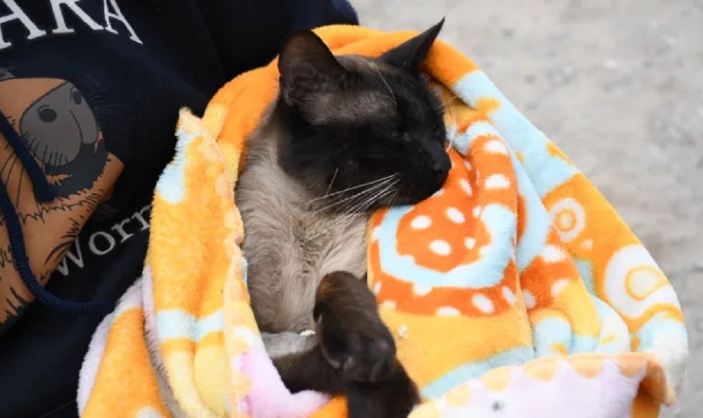 Bs. As.: buscan sancionar el maltrato animal 