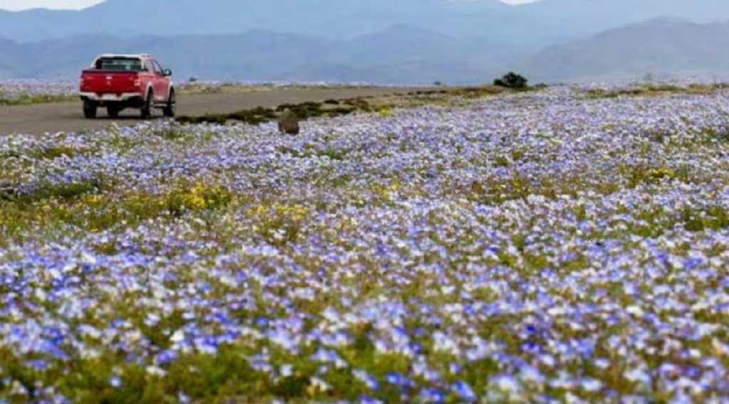 El desierto de Atacama se cubrió de flores