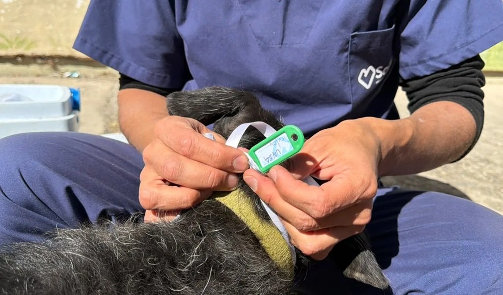 Identifican a perros por la fiesta del Milagro