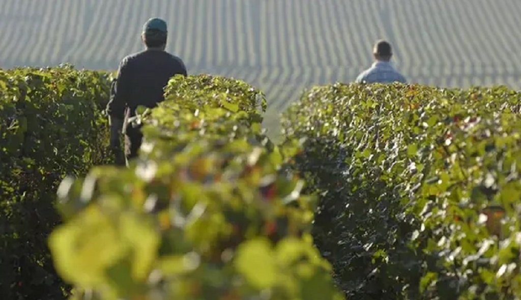 Bajó la producción de vinos en Francia