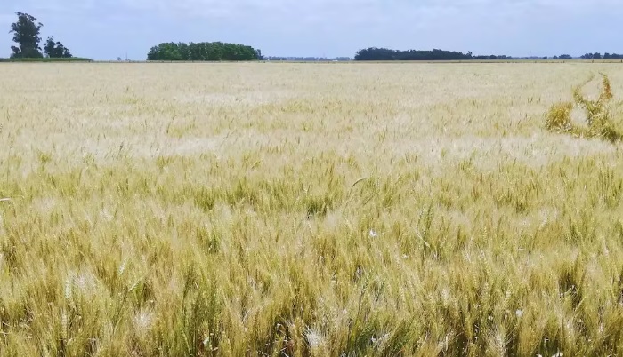 El agro aportaría un 25% más de divisas en el 1º semestre