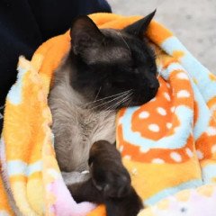 Bs. As.: buscan sancionar el maltrato animal 